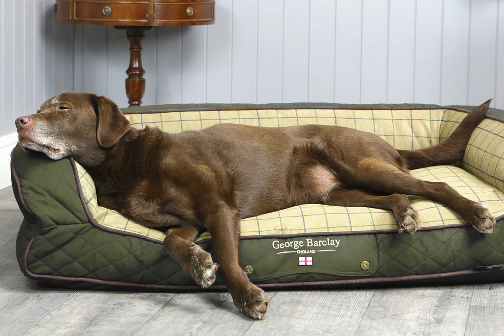 What are the best dog beds for hip dysplasia and arthritis?