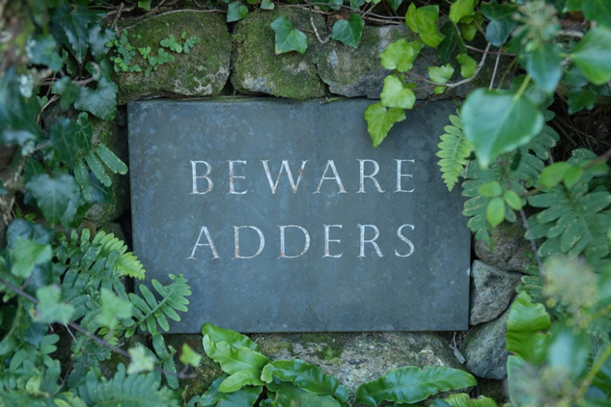 Adders and Dogs: What Every Dog Owner Needs to Know