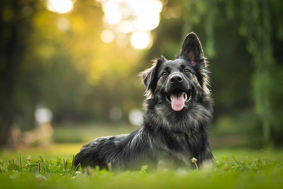 How to keep your dog cool during hot summer days