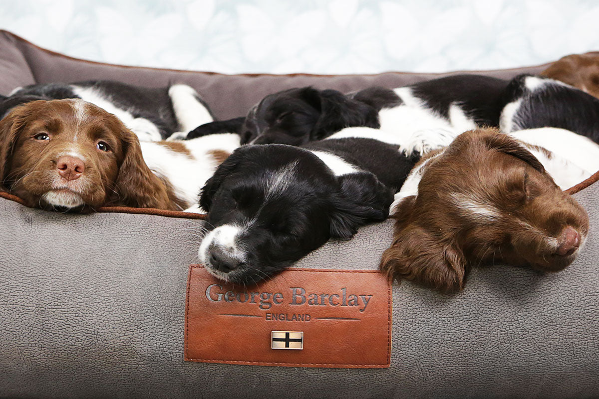 How To Choose A Dog Bed