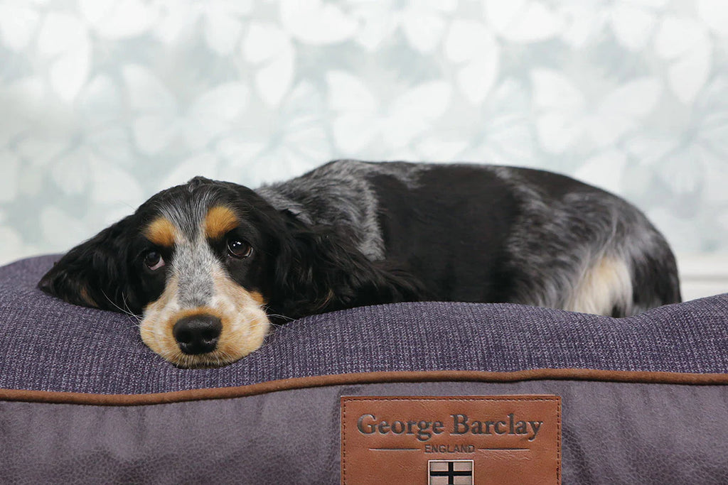 Dog sleeping behaviours - do domesticated dogs like sleeping in dog beds?