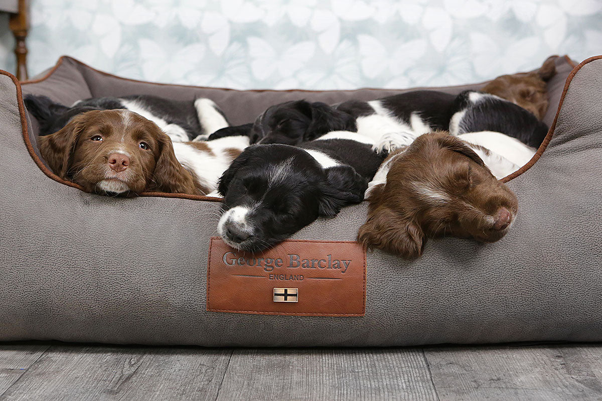 Choosing a Dog Bed For More Than One Dog