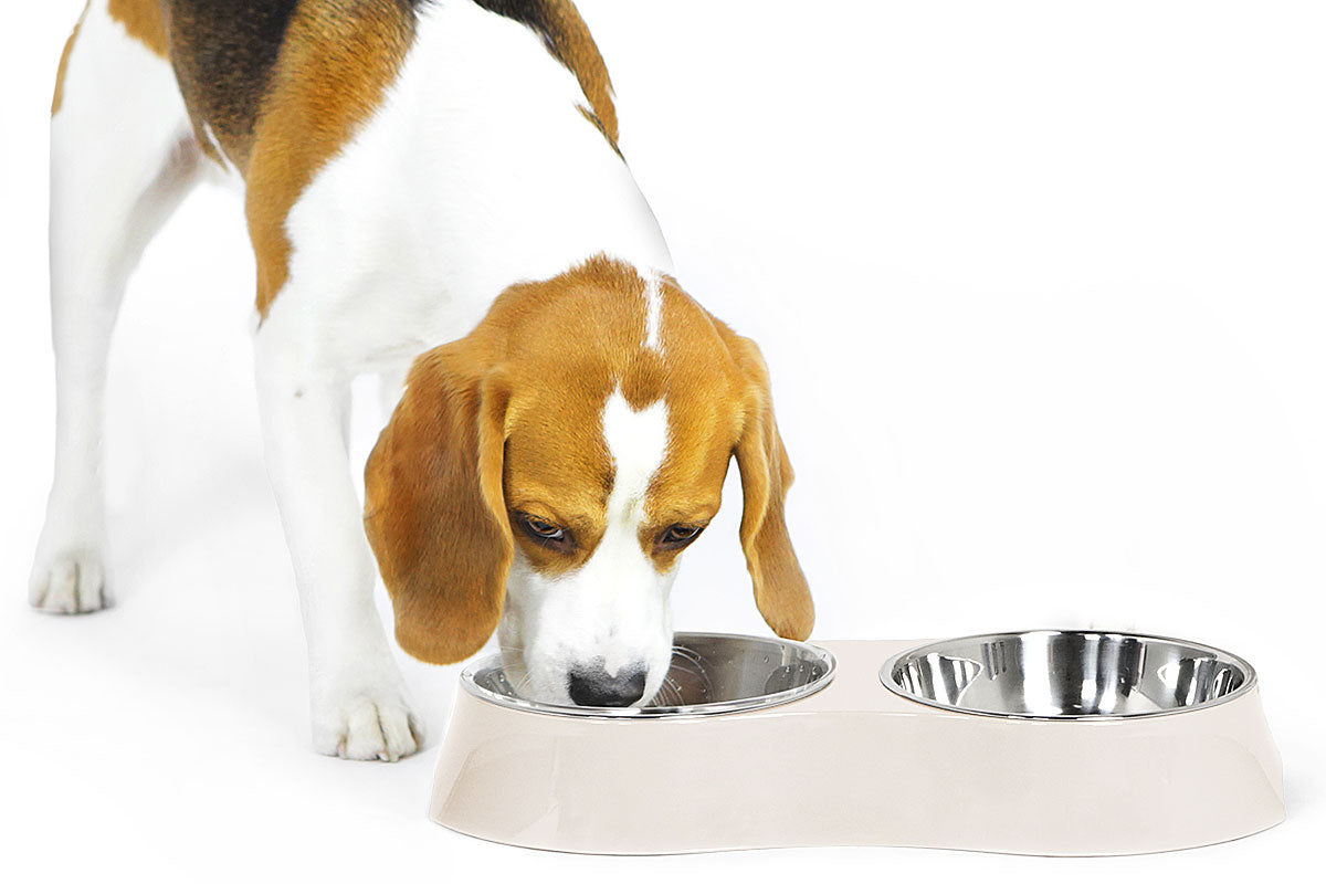How to choose the right dog feeding bowl