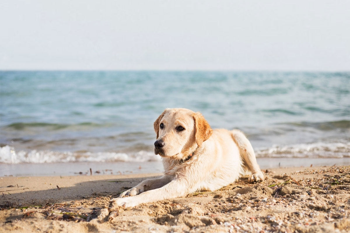 Preventing Heatstroke in Dogs