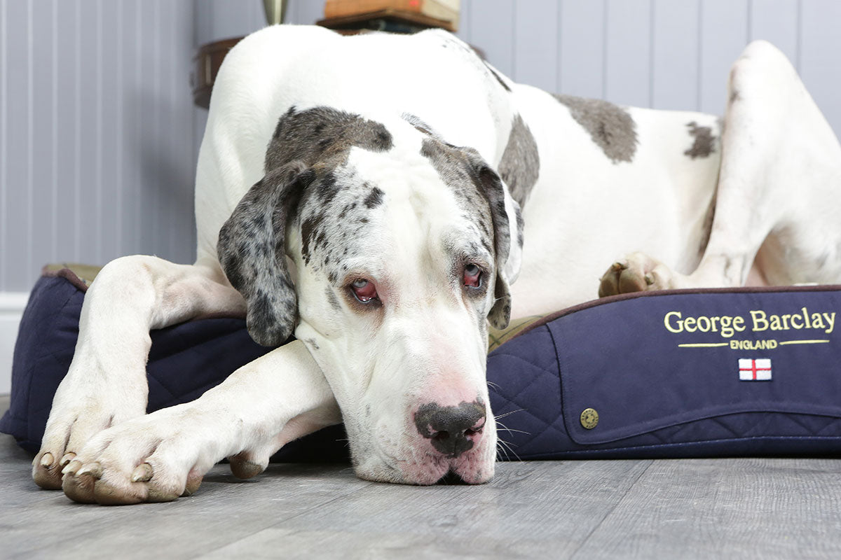 Choosing the Right Dog Bed For Your Large Breed Dog