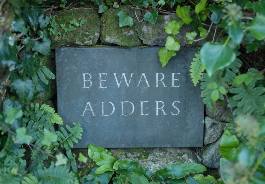 Adders and Dogs: What Every Dog Owner Needs to Know