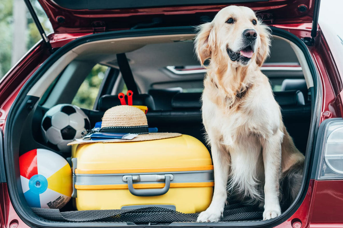 Travelling with Dogs