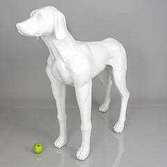 Edward - Weimaraner Mannequin