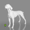 William - German Pointer Mannequin, Anti-Scratch White