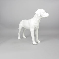 Victoria - Labrador Mannequin