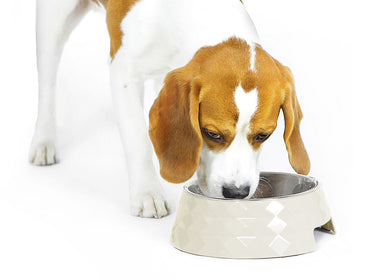 Harlequin Melamine Feeding Dog Bowl