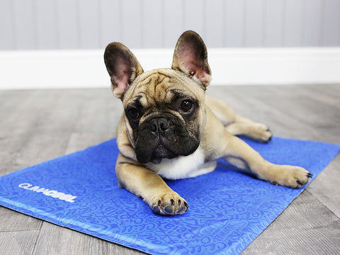 ClimaCOOL Self Cooling Dog Mat (Small – Medium)